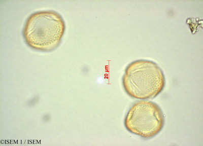 ISEM 1/Lupinus_lespedezoides_28099/Lupinus_lespedezoides_28099_0001(copy)_thumb.jpg